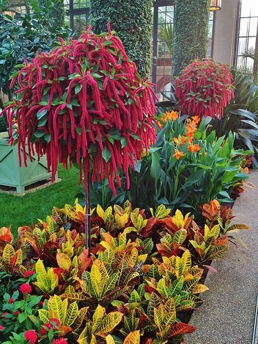 Indoor Plants