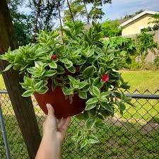 Indoor Plants